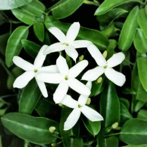 Jazmín Azórico – Jasminum azoricum.