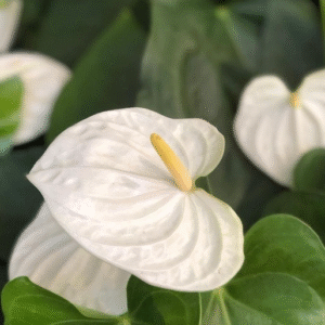 Anturium Blanco, M15.
