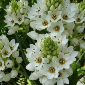 Ornithogalum - Estrella de Belén, M12.
