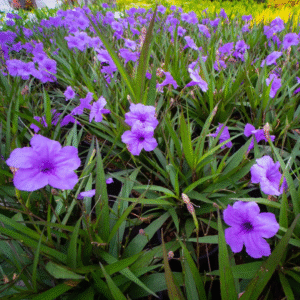 Ruellia, 3 LTS.