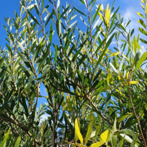 Acacia Trinervis - Acacia longifolia, 10 lts.