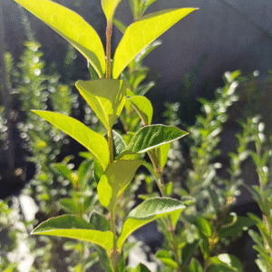 Ligustrina Hoja Ancha - Ligustrum sinense, 3 lts.