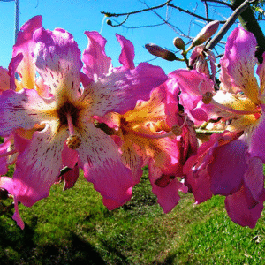 Palo Borracho Rosa - Ceiba chodatii, 5 lts.