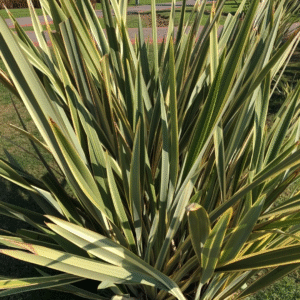 Formio Verde - Phormium Tenax, 10 lts.