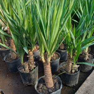 Yuca Ramificada, 5 lts.