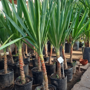 Yuca Ramificada 1 Tallo, 5 lts.