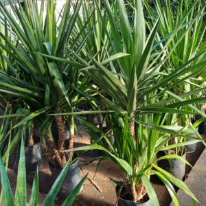 Yuca Ramificada, 15 lts.