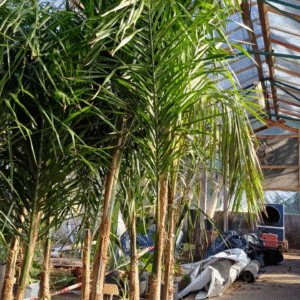 Palmera Pindó - Syagrus romanzoffiana, 15 lts.
