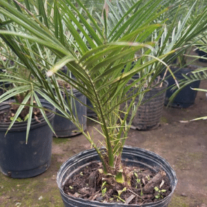 Phoenix Roebellini, 3 lts.
