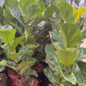 Ficus Pandurata Bambino - Ficus Lyrata "Bambino", 3 lts.