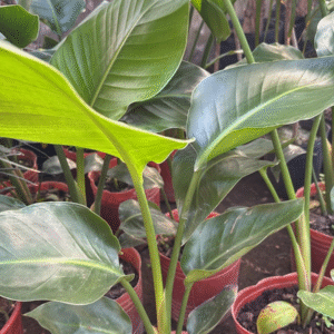 Strelitzia Nicolai, 3 lts.