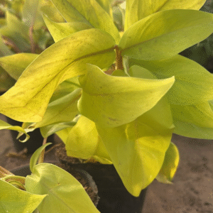 Philodendron Lemon, M12.