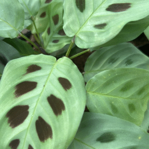 Maranta, M12.