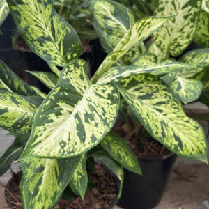 Aglaonema Brasilera, M17.