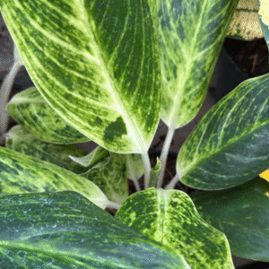 Aglaonema King Off, M15.