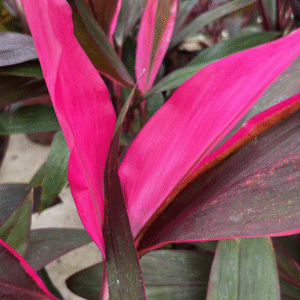 Dracena Rubra - Fruticosa Rubra, m15.