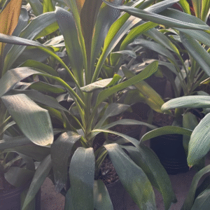 Robusta, 3 lts.