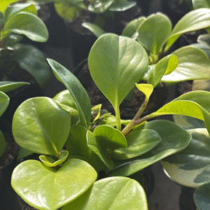 Peperomia Lemon, M12.