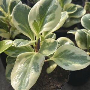 Peperomia Variegada, M12.