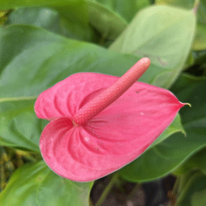 Anthurium, m15.