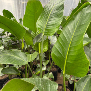 Strelitzia Nicolai, 10 lts.