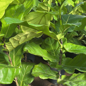 Ficus Pandurata Lyriata - Ficus Lyrata "Bambino", 4 lts.