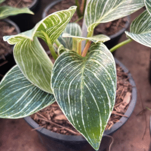 Philodendron Birkin, M14.