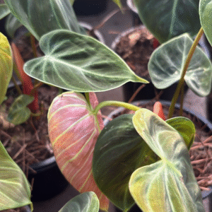 Philodendron Choco Red, M14.