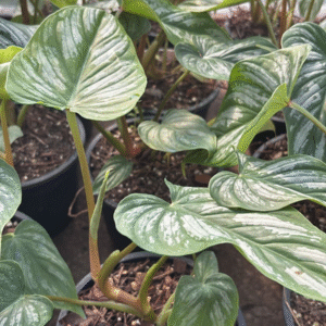 Philodendron Mamei, M15.