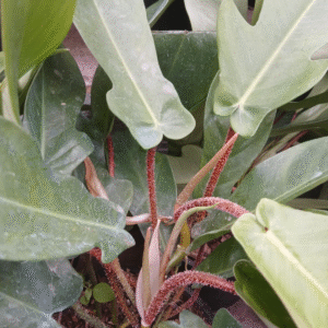 Philodendron Squamiferum, M15.
