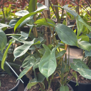 Philodendron Florida, M15.