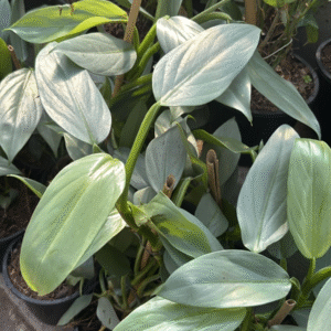 Philodendron Plateado, M15.