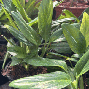 Philodendron Standleyana, M14.